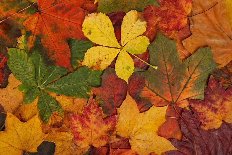 Autumn Leaves on Ground — Red, Calm, Photograph, Maple Leaf