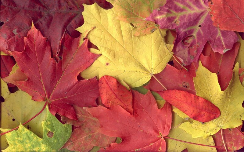 Autumn Leaves on Ground — Red, Calm, Photograph, Maple Leaves