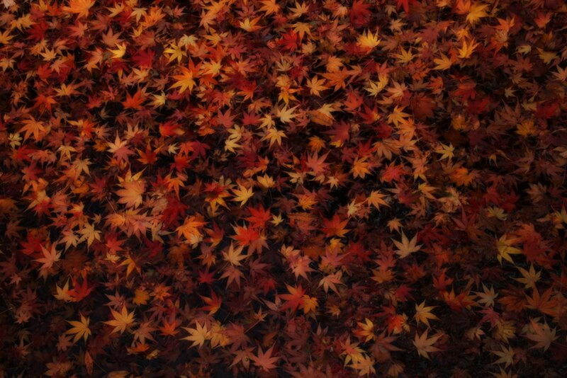 Autumn Leaves on Ground — Red, Calm, Photograph
