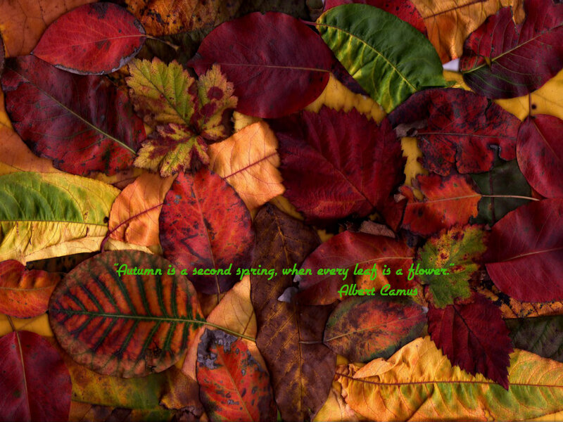 Autumn Leaves on Ground — Red, Calm