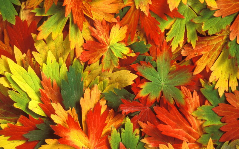 Autumn Leaves on Ground — Red, Colorful, Photograph, Yellow