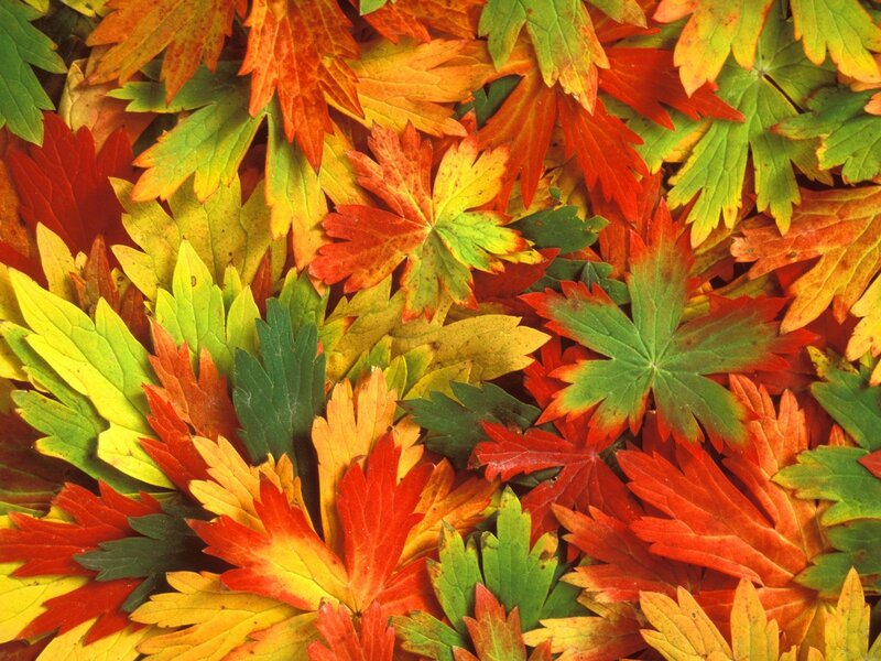 Autumn Leaves on Ground — Red, Colorful