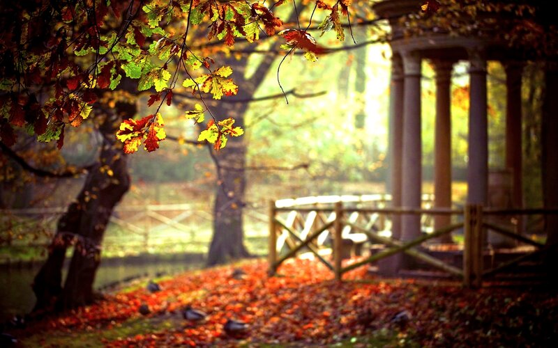 Autumn Leaves on Ground — Red, Serene, Photograph