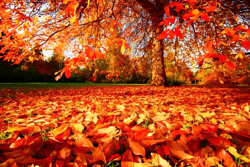 Autumn Leaves on Ground — Red, Serene, Photograph, Tree