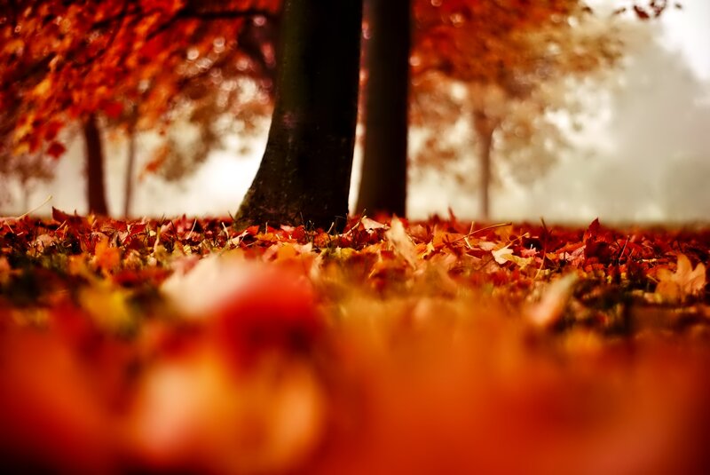 Autumn Leaves on Ground — Red, Serene, Photograph, Tree Trunk