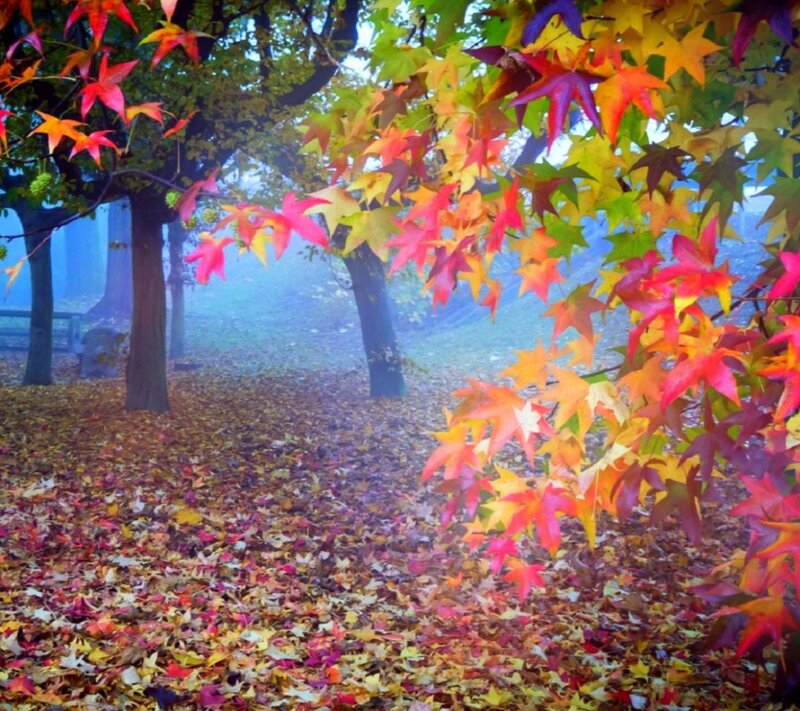 Autumn Leaves on Ground — Red, Serene, Photograph, Trees, Fog