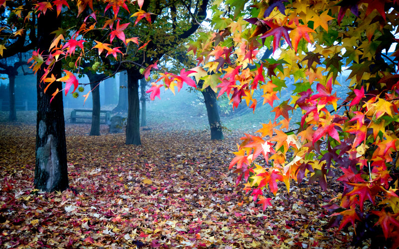 Autumn Leaves on Ground — Red, Serene, Photograph, Trees