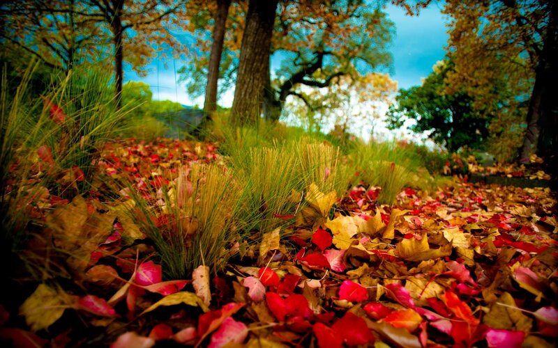 Autumn Leaves on Ground — Red, Serene
