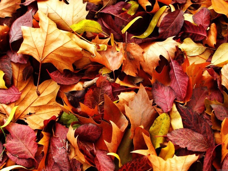 Autumn Leaves on Ground — Red