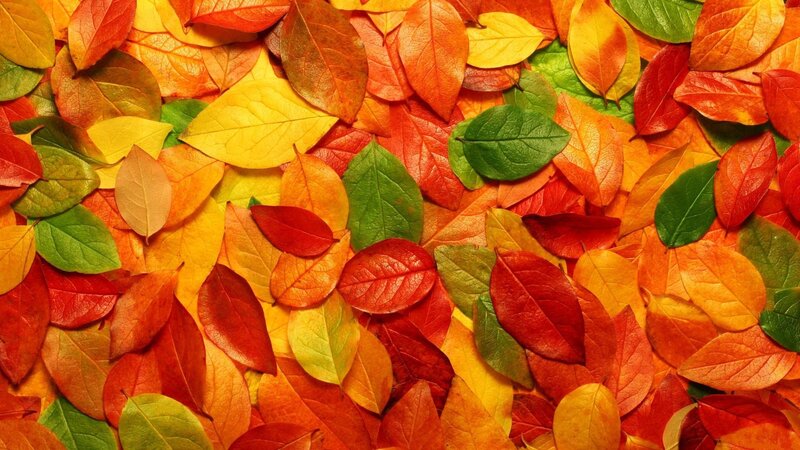 Autumn Leaves on Ground — Red, Vibrant, Photograph, Colorful, Fall, Yellow
