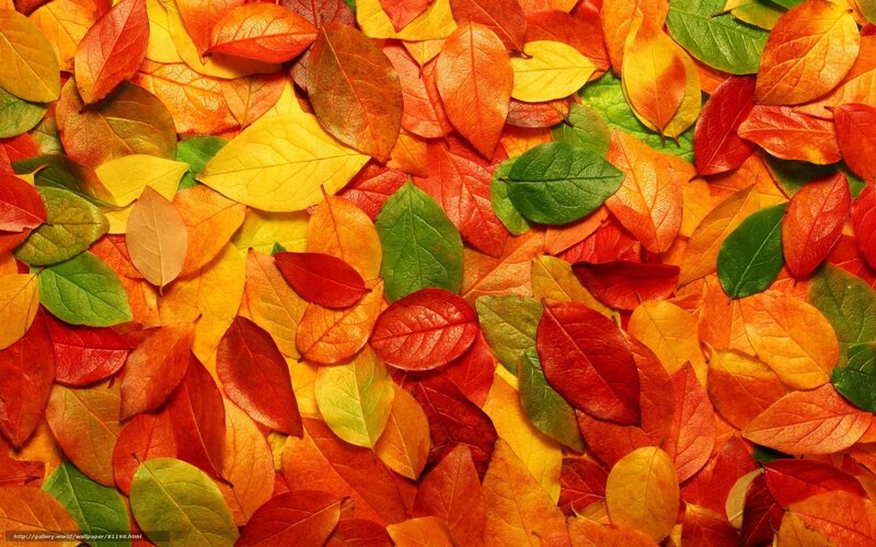 Autumn Leaves on Ground — Red, Vibrant, Photograph, Colorful