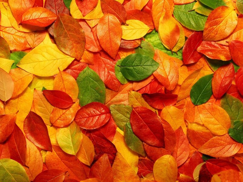 Autumn Leaves on Ground — Red, Vibrant