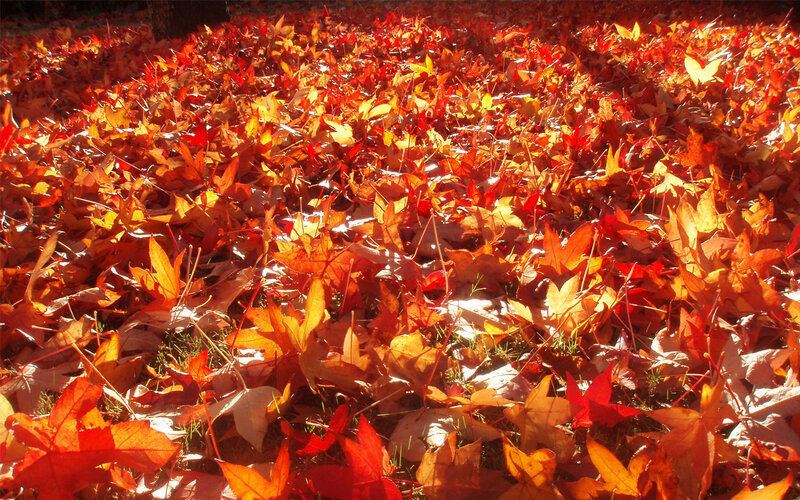 Autumn Leaves on Ground — Red, Warm