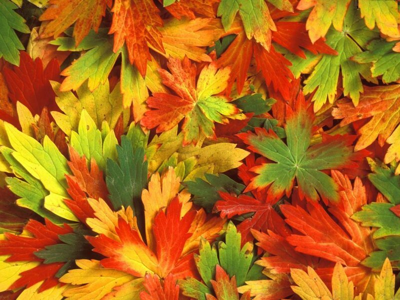 Autumn Leaves on Ground — Red, Yellow
