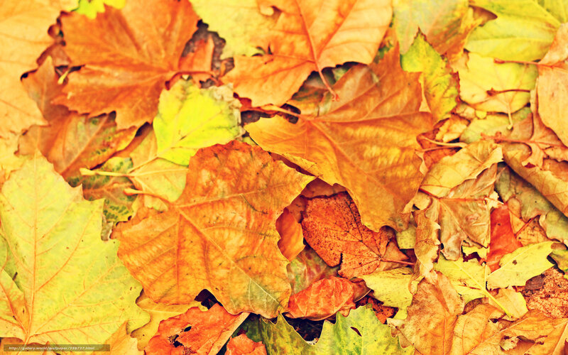 autumn leaves on ground