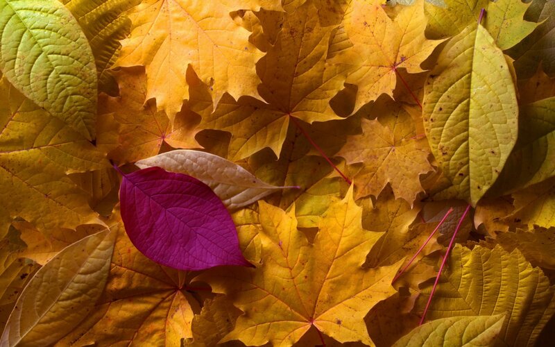 Autumn Leaves on Ground — Yellow, Calm, Photograph, Purple Leaf