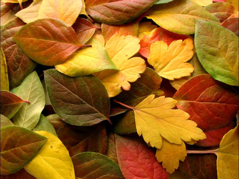 Autumn Leaves on Ground — Yellow, Calm