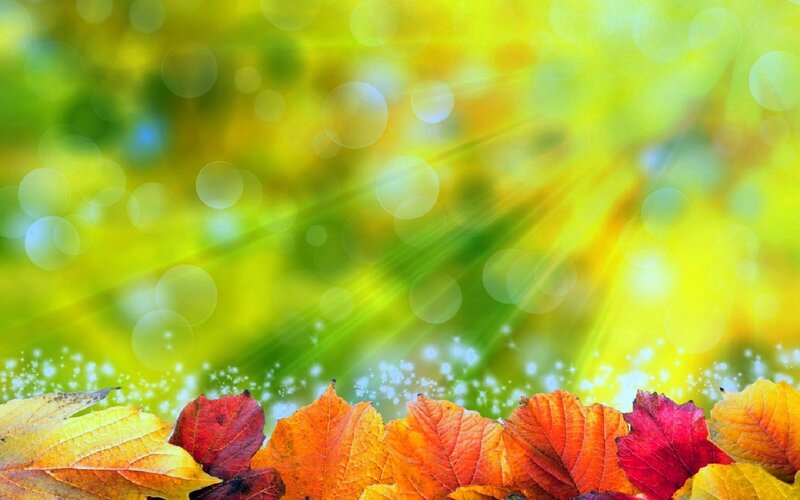 Autumn Leaves on Ground — Yellow, Serene, Photograph, Sunlight, Bokeh