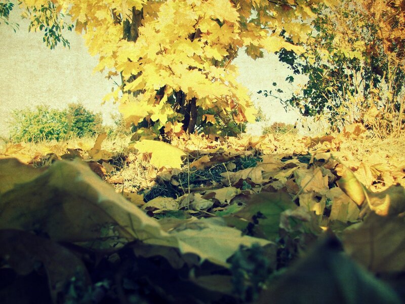Autumn Leaves on Ground — Yellow, Serene, Photograph, Tree, Sunlight, Brown