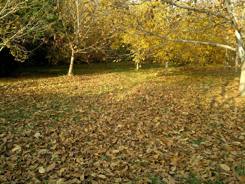Autumn Leaves on Ground — Yellow, Serene, Photograph, Trees, Grass