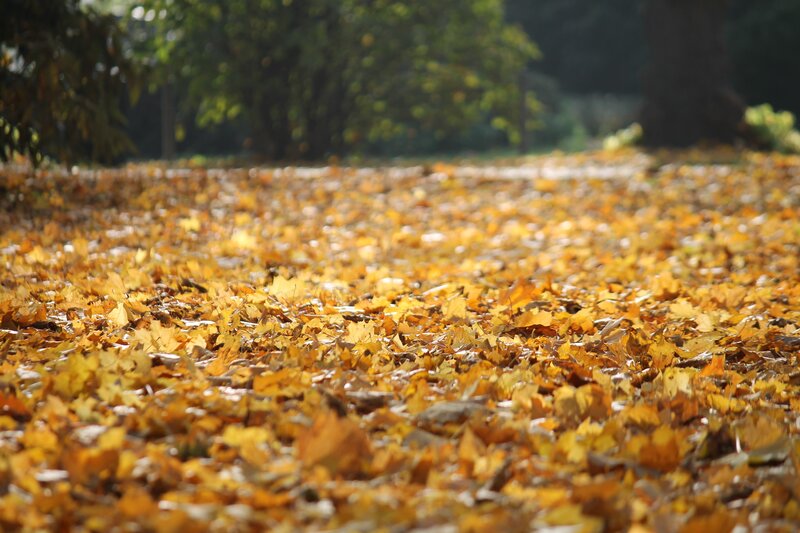 Autumn Leaves on Ground — Yellow, Serene, Photograph, Trees, Path