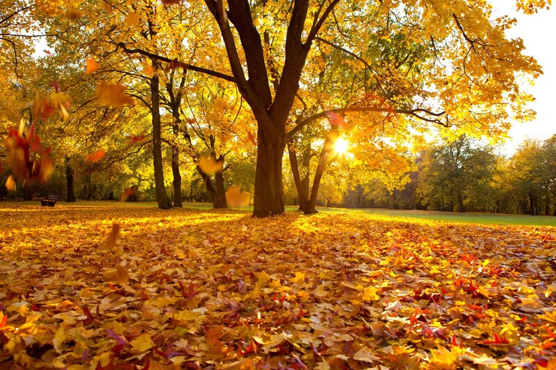 Autumn Leaves on Ground — Yellow, Serene, Photograph, Trees, Sunlight, Fallen Leaves
