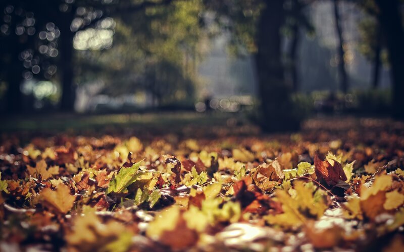 Autumn Leaves on Ground — Yellow, Serene, Photograph, Trees, Sunlight, Forest, Brown