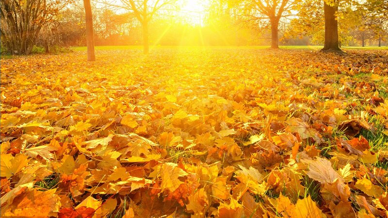 Autumn Leaves on Ground — Yellow, Serene, Photograph, Trees, Sunlight, Grass
