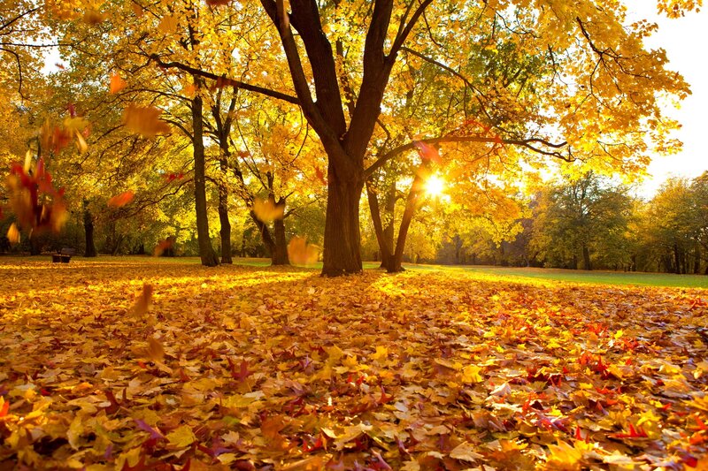 Autumn Leaves on Ground — Yellow, Serene, Photograph, Trees, Sunlight