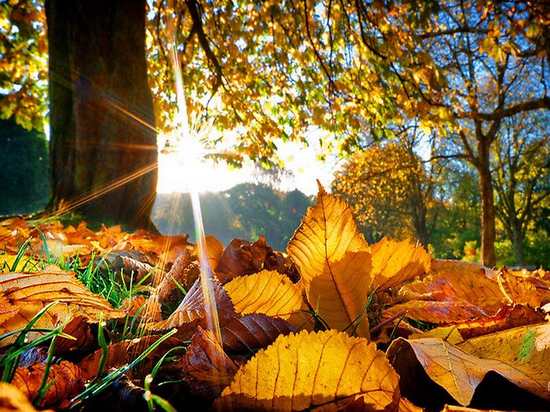 Autumn Leaves on Ground — Yellow, Serene