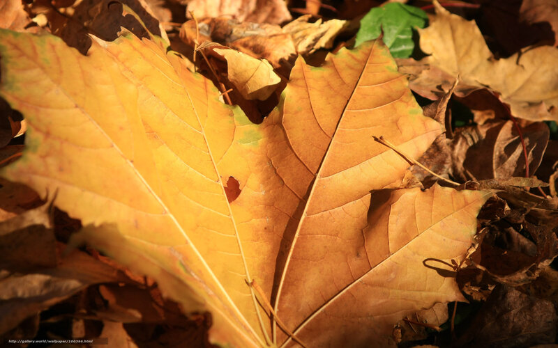 Autumn Leaves on Ground — Yellow