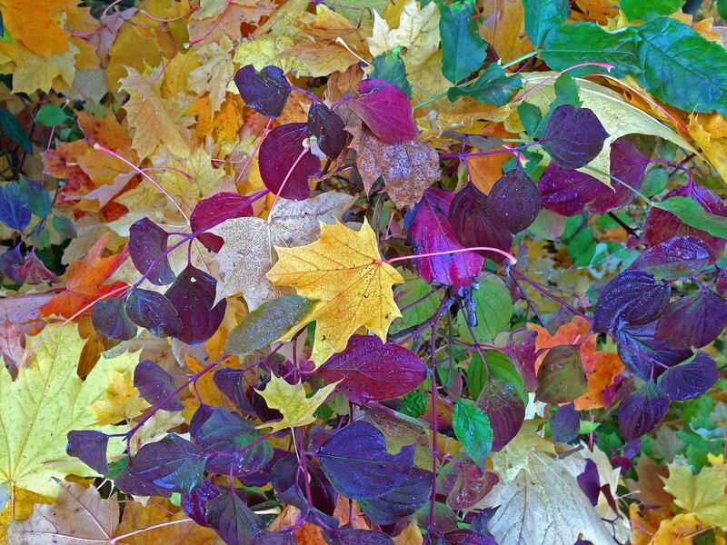 Autumn Leaves on Ground — Yellow, Vibrant