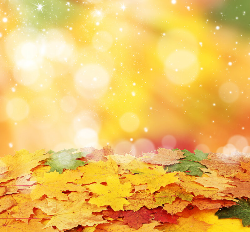 Autumn Leaves on Ground — Yellow, Warm, Photograph, Bokeh