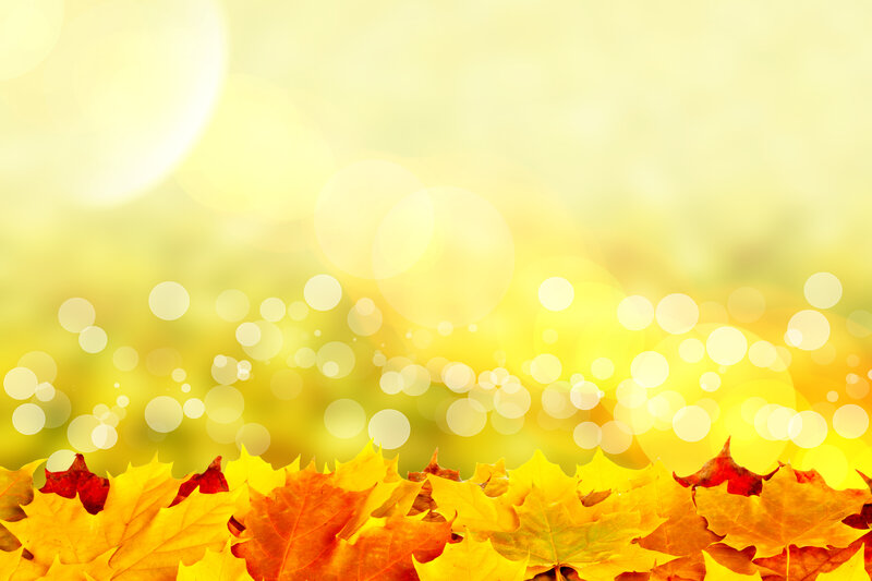 Autumn Leaves on Ground — Yellow, Warm, Photograph