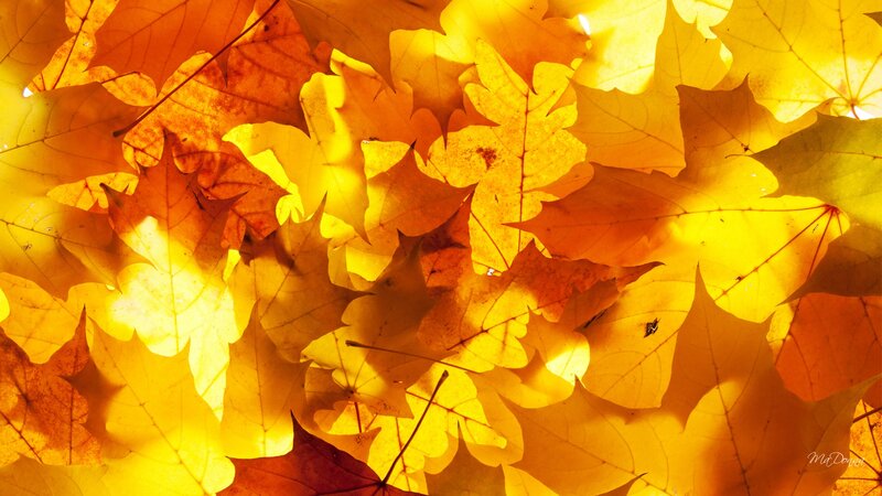Autumn Leaves on Ground — Yellow, Warm