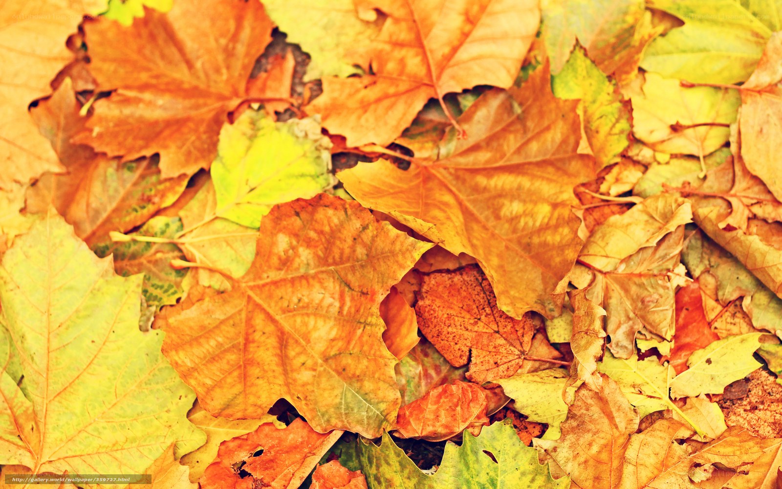 autumn leaves on ground