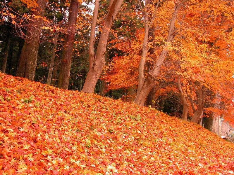 Autumn Leaves on Hill — Orange