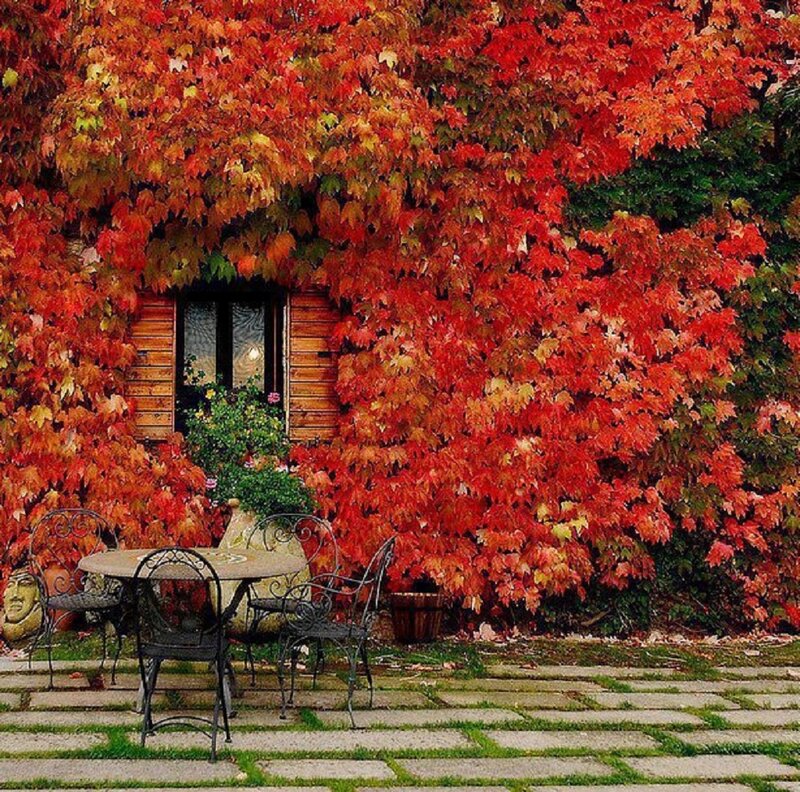 Autumn Leaves on House