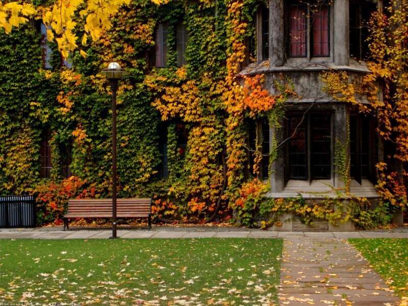 autumn leaves on ivy-covered building