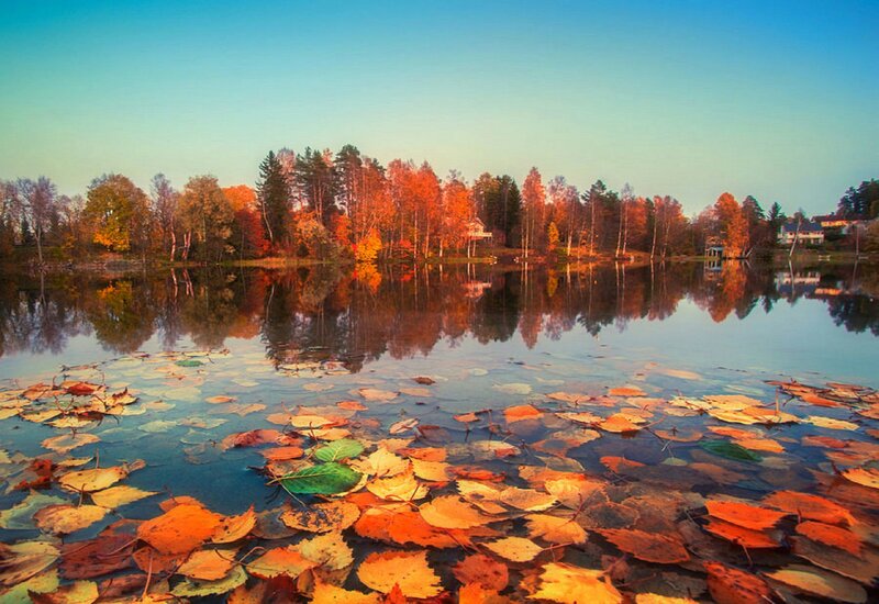 Autumn Leaves on Lake — Orange, Serene