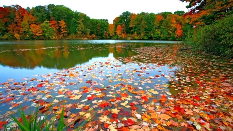 Autumn Leaves on Lake — Red, Serene