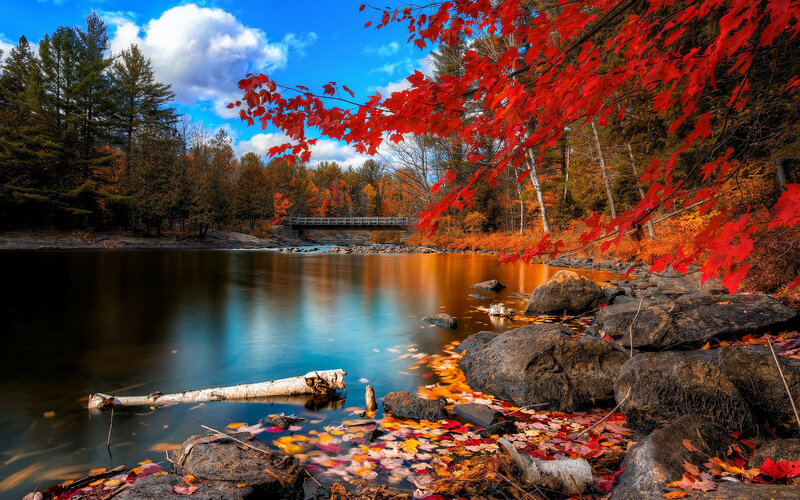 Autumn Leaves on Lake — Red
