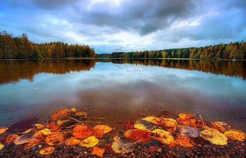 Autumn Leaves on Lake Shore — Brown