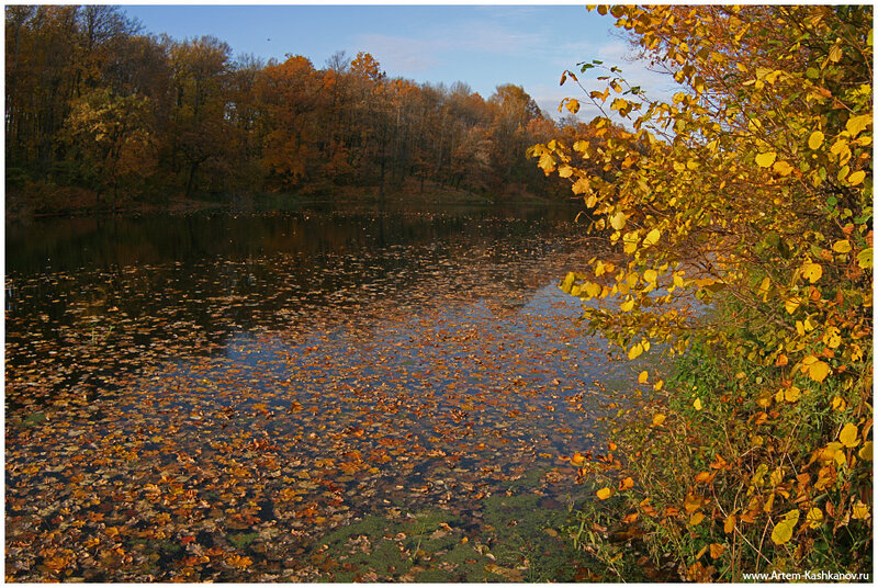 Autumn Leaves on Lake — Yellow