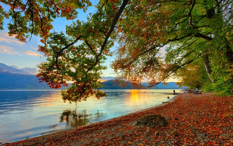 Autumn Leaves on Lakeshore