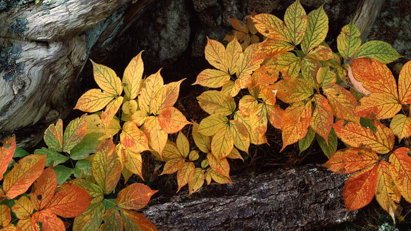 Autumn Leaves on Log