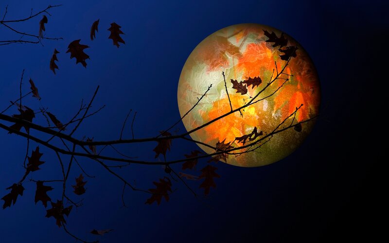 Autumn Leaves on Moon