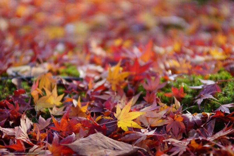 Autumn leaves on moss