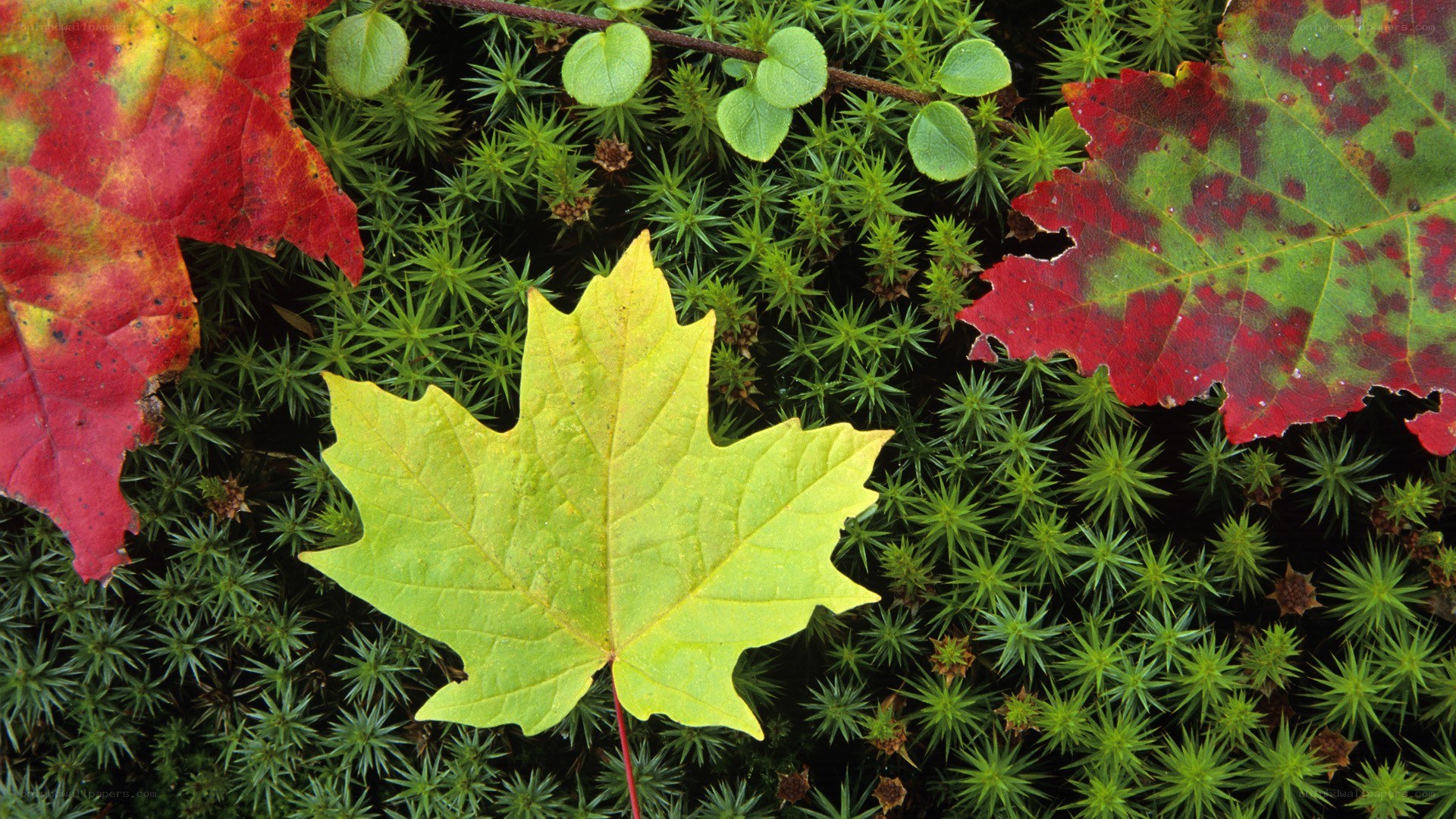 autumn leaves on moss