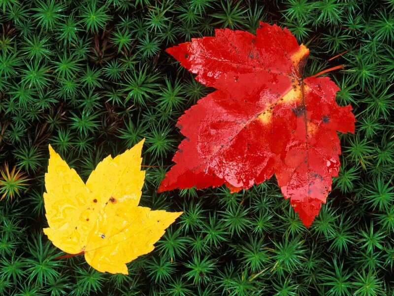 Autumn leaves on moss